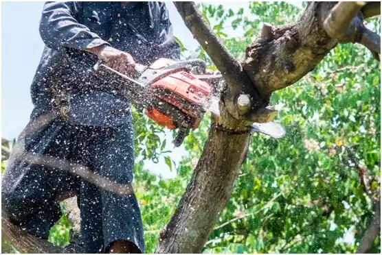 tree services Norristown